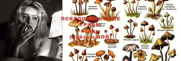 индика Белоозёрский