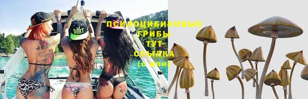 индика Белоозёрский